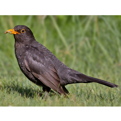 Common-Blackbird-Wikipedia-500px