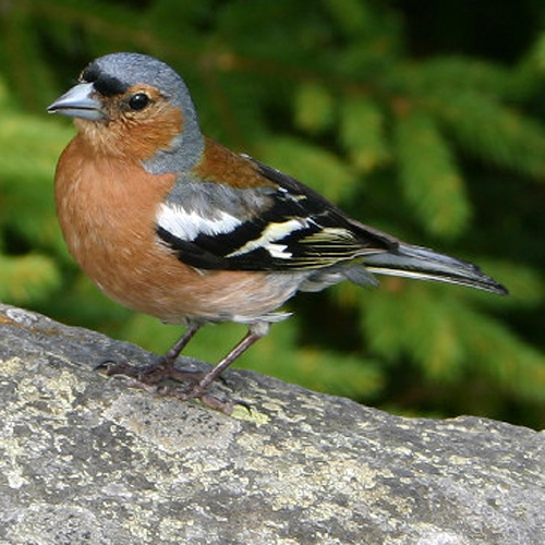 Common-Chaffinch-Wikipedia-500px
