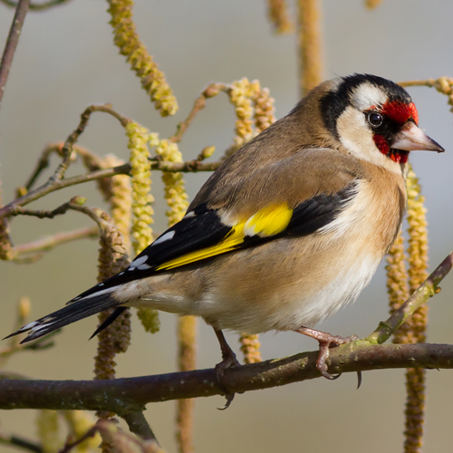 European-Goldfinch-Wikipedia-500px