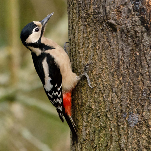 Great-Spotted-Woodpecker-Wikipedia-500px
