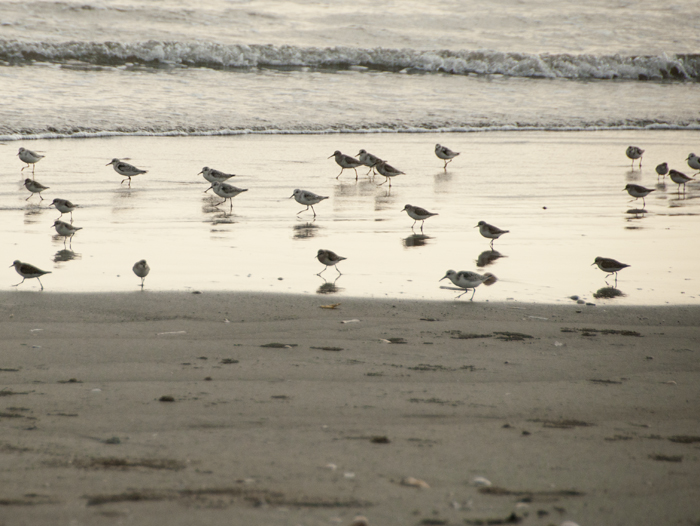 Shorebirds. In the evening.
